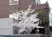 [No.2(GIF)(JPEG 77KB)]