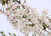 [̉No.2(GIF)(JPEG 75KB)]